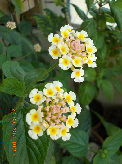 lantana camara - iunie 2013-flori