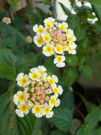 22-23 iunie 2013-flori si alex 054 - iunie 2013-flori