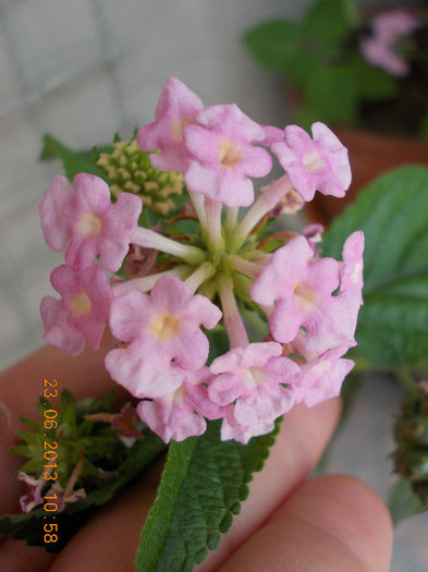 lantana camara