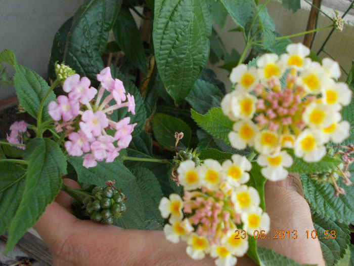 22-23 iunie 2013-flori si alex 059 - iunie 2013-flori