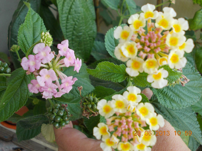 lantana camara - iunie 2013-flori