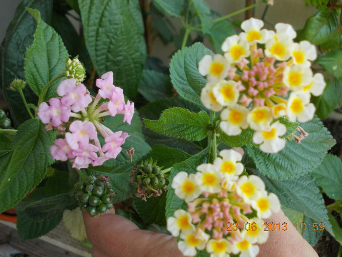 22-23 iunie 2013-flori si alex 063 - iunie 2013-flori