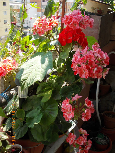 22-23 iunie 2013-flori si alex 064 - iunie 2013-flori