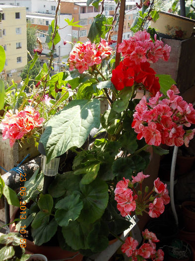 muscata pestrita - iunie 2013-flori