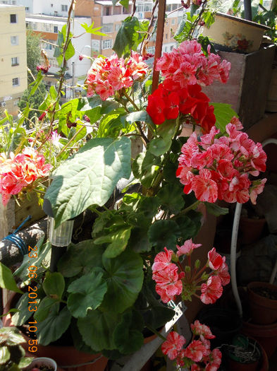 foarte bogata in flori... - iunie 2013-flori