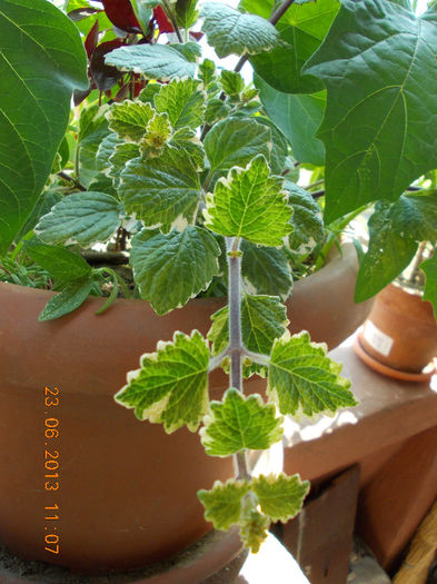 plectranthus forsteri - iunie 2013-flori