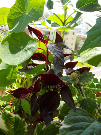 alternanthera - iunie 2013-flori