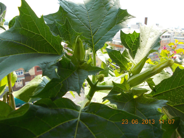 datura de gradina - iunie 2013-flori