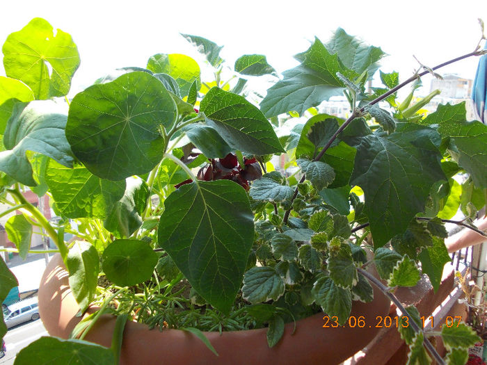 condurasi, altternanthera, datura, portulaca... - plectranthus forsteri