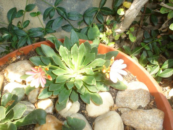 lewisia
