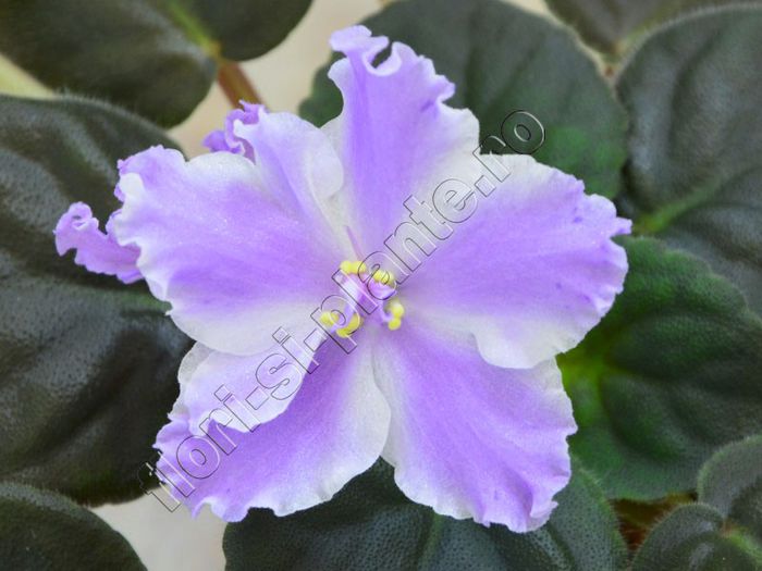 Saintpaulia EK Lambada