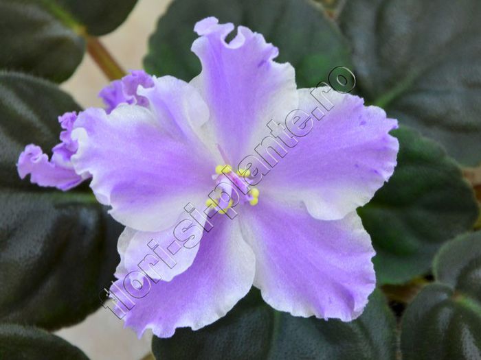 Saintpaulia EK Lambada