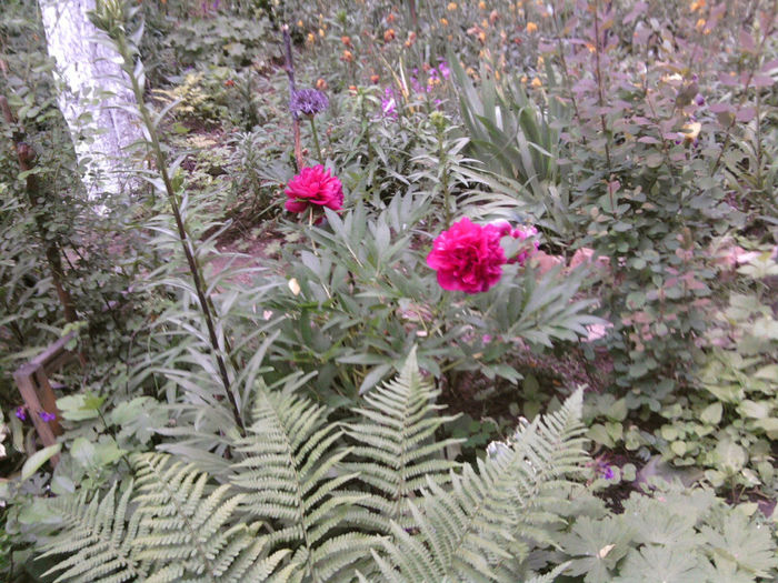 BUJOR INFLORIT 2 - FLORI 2013 APRILIE- MAI