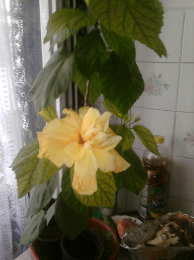 HIBISCUS