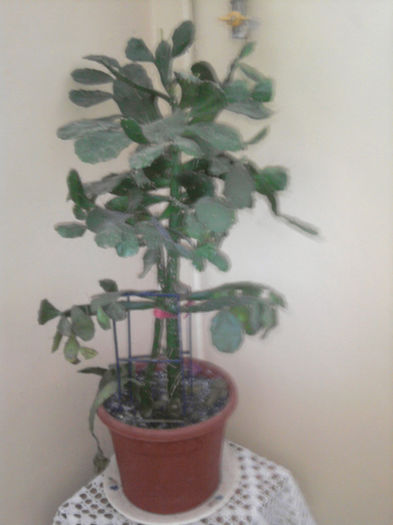 LIMBA SOACREI -10 lei pl.mai mica