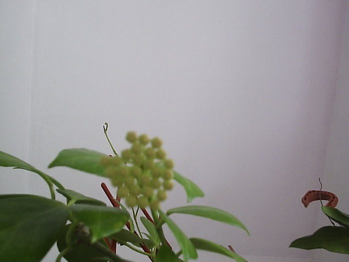 23.06.2013 - Hoya obscura longipedunculata