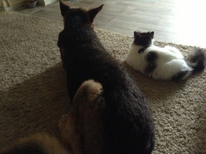 Mara si Strauss stau la o vorba.., doua