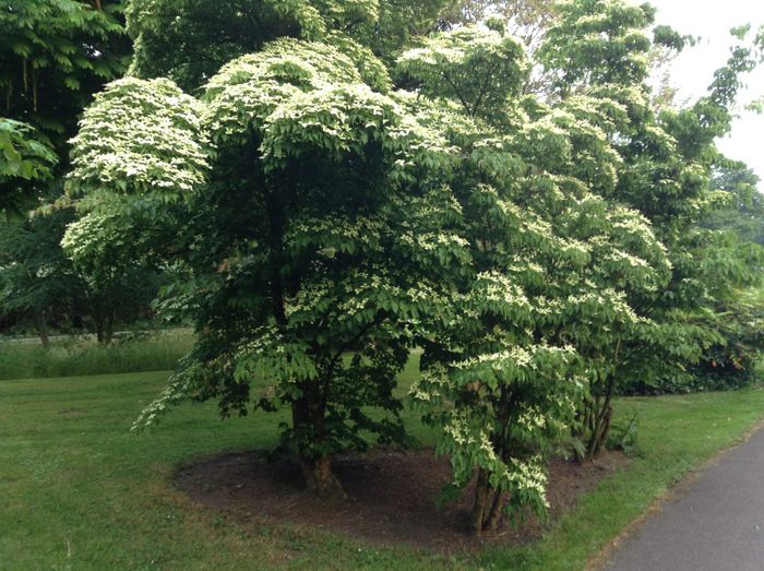 Cornus kousa - In Sud parc