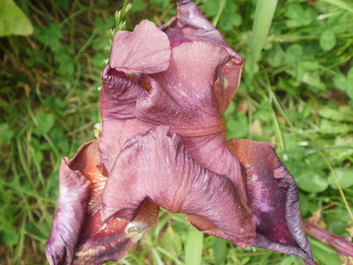 Bordo - Iris