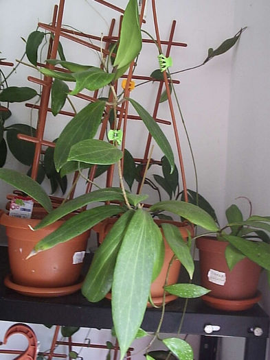 23.06.2013 - Hoya benguetensis