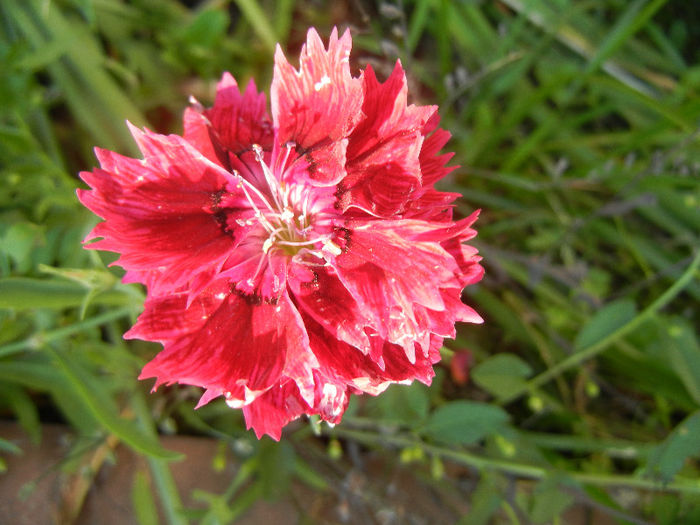 Dianthus chinensis (2013, June 18)