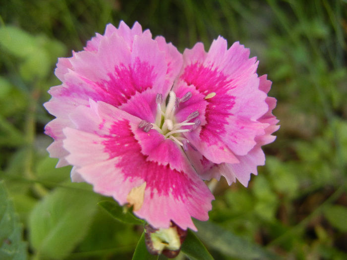 Dianthus chinensis (2013, June 18)