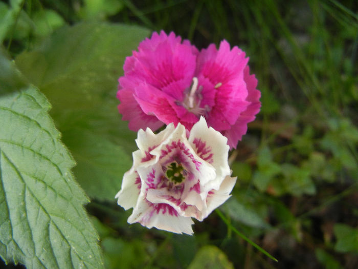 Dianthus chinensis (2013, June 20) - Dianthus Chinensis