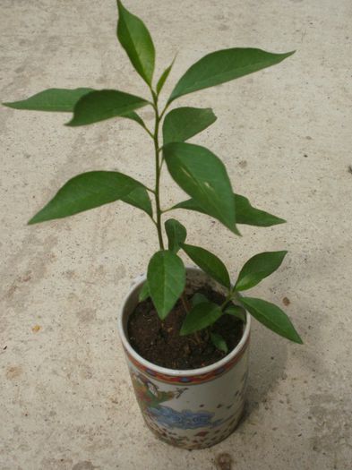 Maclura pomifera - Plante