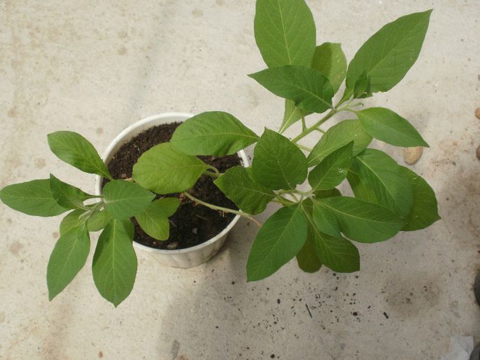  - Plante
