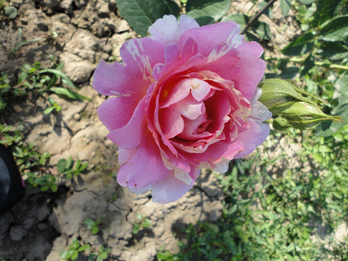 DSC07257 - Rose Des Cisterciens