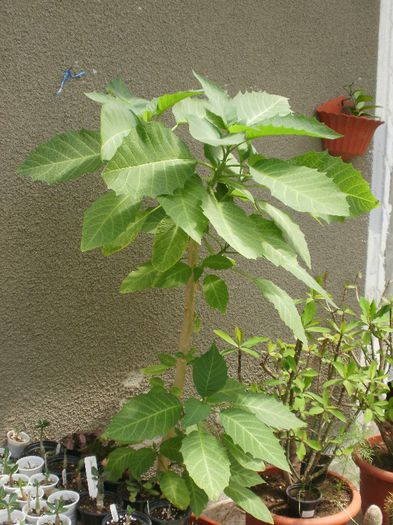  - Plante