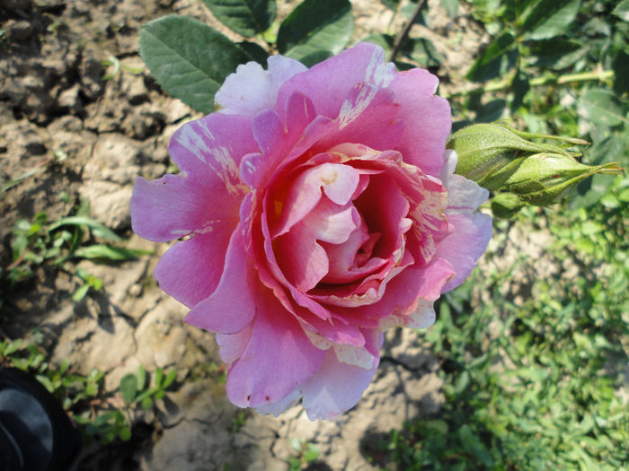 DSC07258 - Rose Des Cisterciens