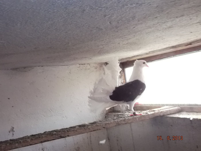 rotar  cap  negru  pui  F