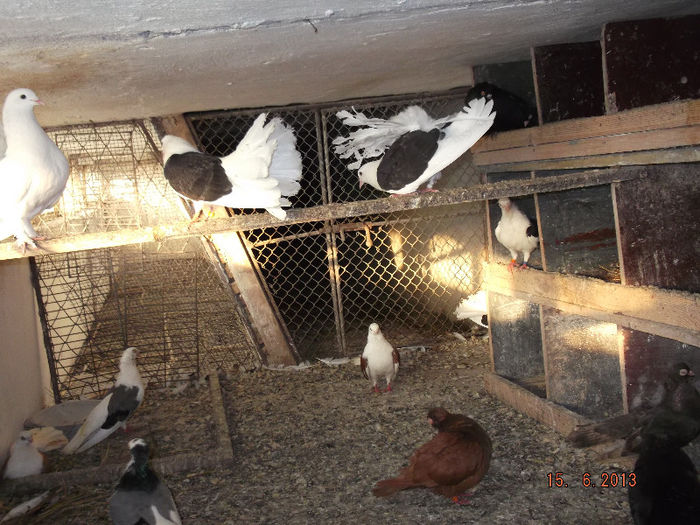 rotari  cap negru pui