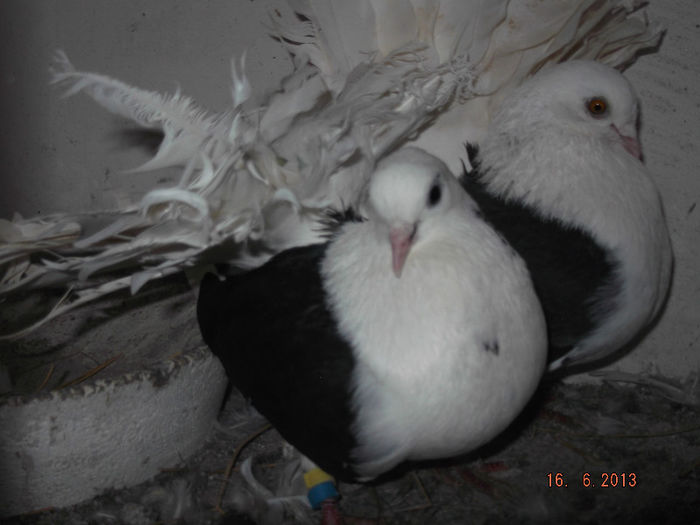 rotari  capace  rosii