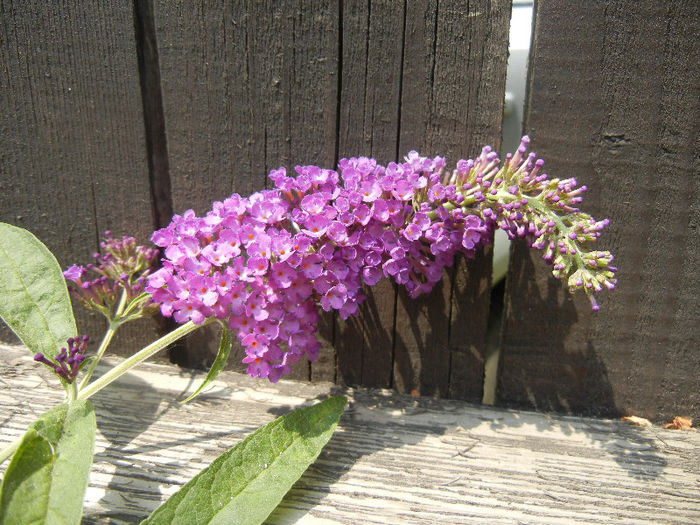 Buddleja Border Beauty (2013, Jun.23) - Buddleja Border Beauty