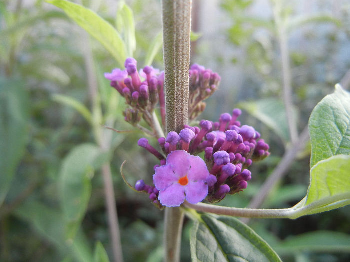 Buddleja davidii Purple (2013, Jun.20) Buddleja davidii Purple (2013, Jun.20)