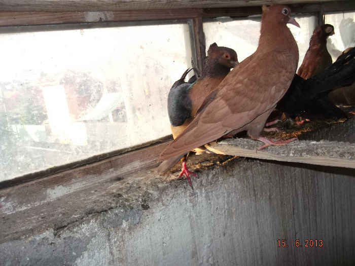 bronzat  unicolor  rosu puii