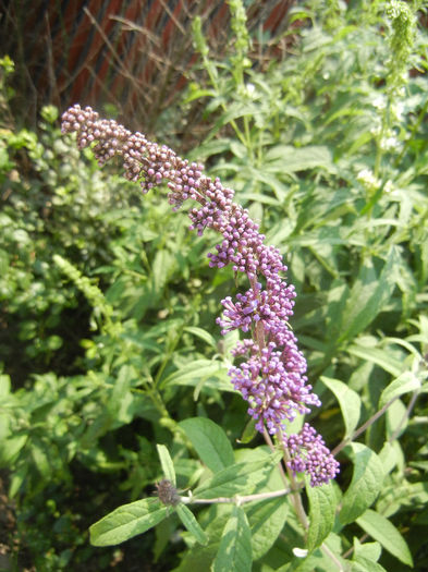 Buddleja davidii Purple (2013, Jun.23) Buddleja davidii Purple (2013, Jun.23)