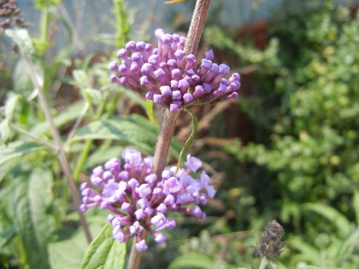 Buddleja davidii Purple (2013, Jun.23) - Buddleja Purple
