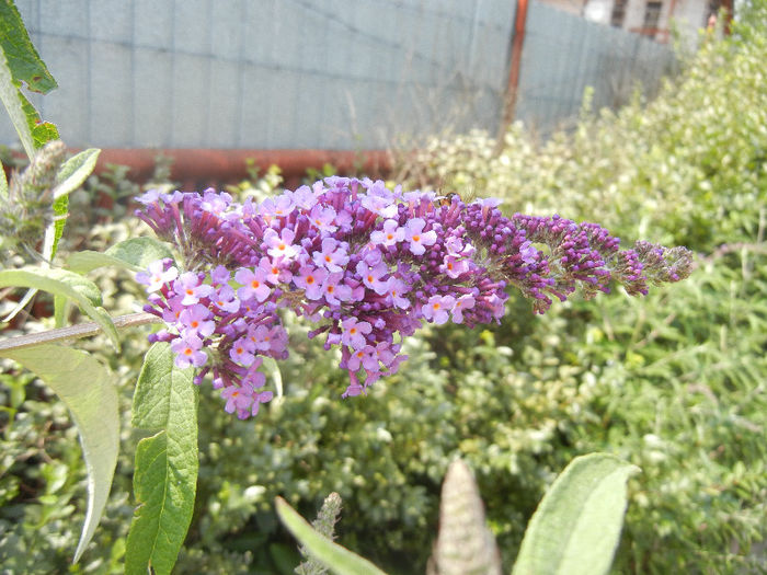 Buddleja davidii Purple (2013, Jun.23) Buddleja davidii Purple (2013, Jun.23)