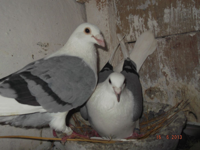 list albastru  pereche