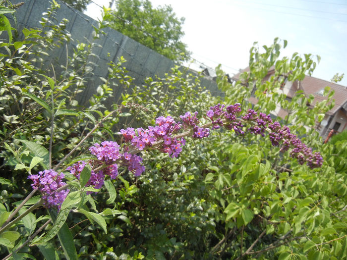 Buddleja davidii Purple (2013, Jun.23) Buddleja davidii Purple (2013, Jun.23)