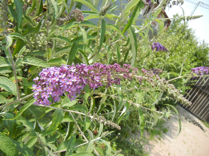 Buddleja davidii Purple (2013, Jun.23) Buddleja davidii Purple (2013, Jun.23)