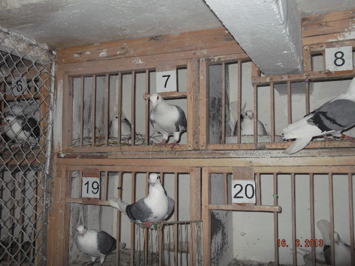 listi albastri  boxa