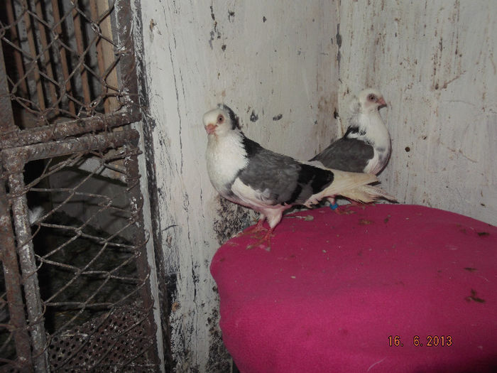 juc  de  constanta   viorii