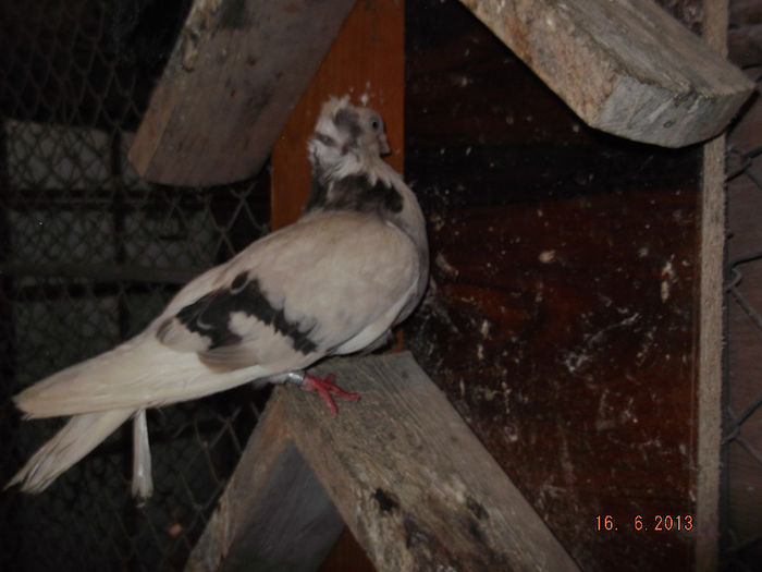 jucator  constanta F