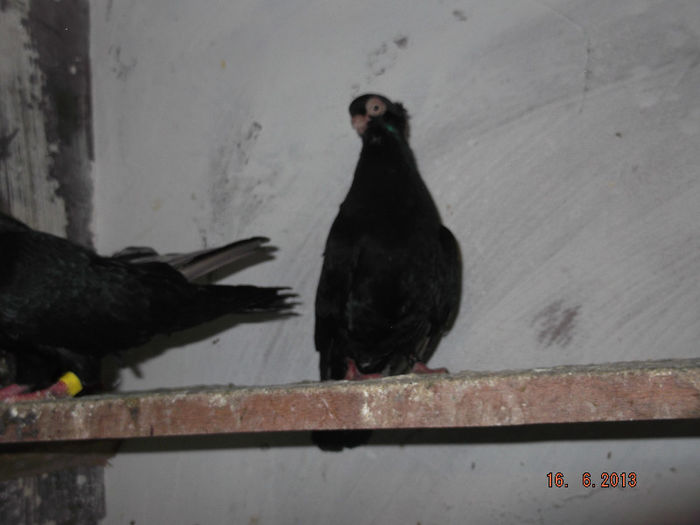 jucator  ct pana  simpla