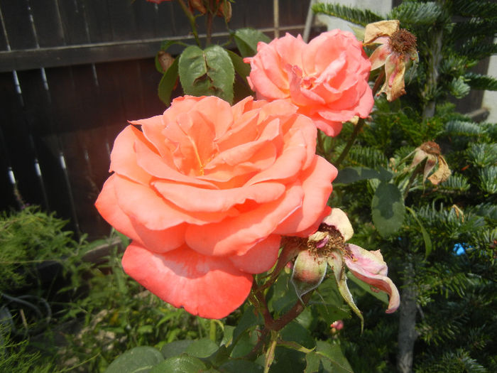 Rose Artistry (2013, June 23)