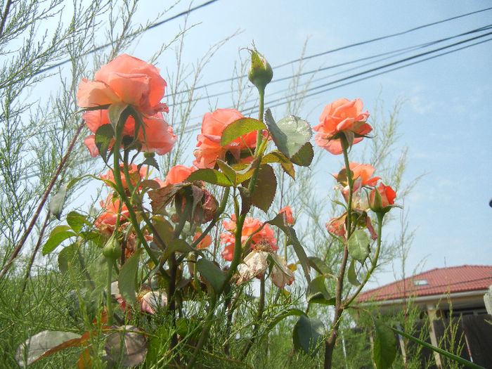 Rose Artistry (2013, June 23)